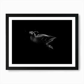 Black And White Duck With A Dropes Of Water Art Print