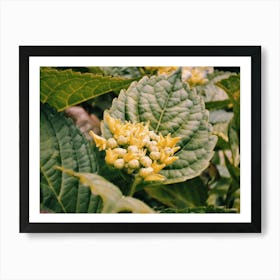 Yellow Flowers Art Print