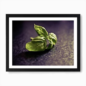 Basil Leaf Art Print