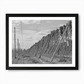 Untitled Photo, Possibly Related To Hop Vines, Yakima County, Washington By Russell Lee Art Print