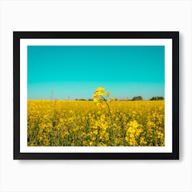 Canola Fields Under The Sun 07 Art Print