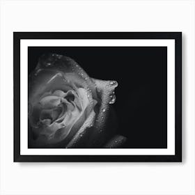 Black And White Rose 3 Art Print