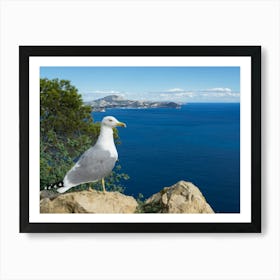 Seagull and rocks on the Mediterranean coast Art Print