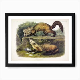 Pine Marten, John James Audubon Art Print