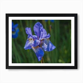 Blue Iris 1 Art Print