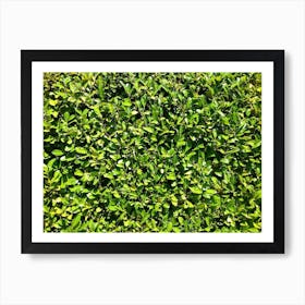 Green Hedge Art Print