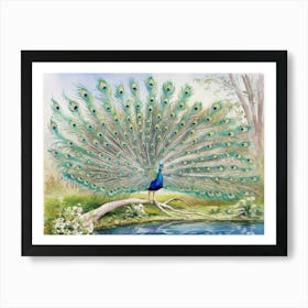 Peacock Art Print