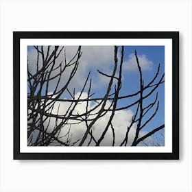 Tree Branches Against A Blue Sky 1 Art Print