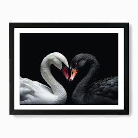 Black And White Swan Art Print