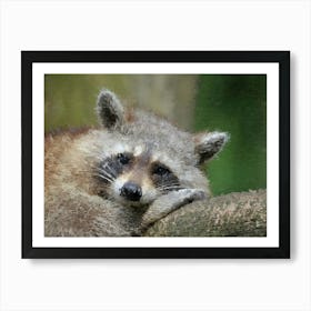 Raccoon, Oil Painting Art Print