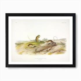 Jumping Mouse, John James Audubon Art Print