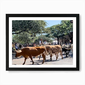 Texas Cattle Drive - Downtown Fort Worth Texas Art Print