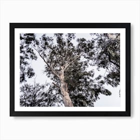 Dark Eucalyptus Tree Art Print