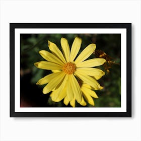 Yellow Daisy Art Print