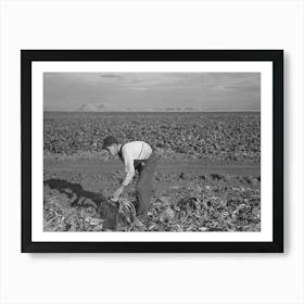 Untitled Photo, Possibly Related To Young Boy Beet Worker, Near Fisher, Minnesota By Russell Lee Art Print