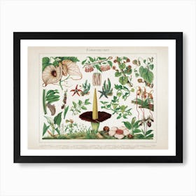 Vintage Meyers 2 Fliegenblumen Art Print