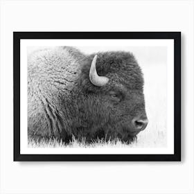 Black And White Bison Art Print