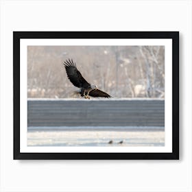 Bald Eagle Hunting On The Mississippi Art Print