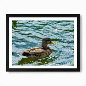 Ducks In The Pond 20190813 30ppub Art Print