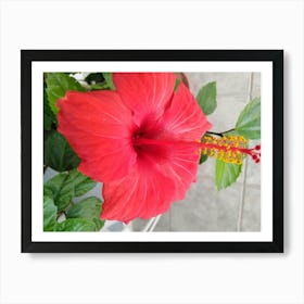 Hibiscus Flower Art Print