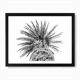 Black and White Botanical Palm Tree In Sicily Art Print