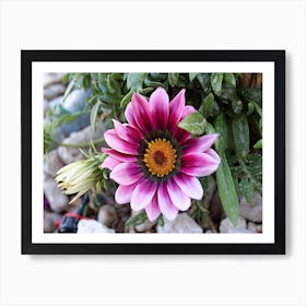 Daisy In The Garden Art Print