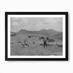 Driving Fat Lambs To Cimarron, Colorado, For Shipping To Denver, Colorado By Russell Lee Art Print