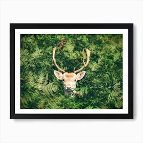 Deer Among Green Fern Art Print