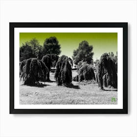 Weeping Willows 202006051465rt1pub 2 Art Print