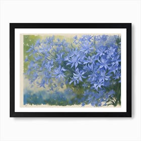 Agapanthus Art Print