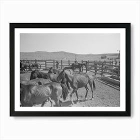 Untitled Photo, Possibly Related To Cowboys Roping Horses At Roundup Near Marfa, Texas By Russell Lee Art Print