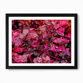 Purple Plant Leaves Nature Leaves Flora Foliage Art Print