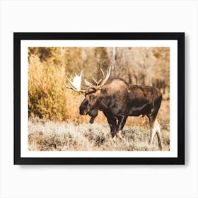 Western Moose Scenery Art Print