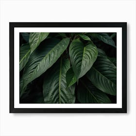 Green Leaves Of A Plant Art Print