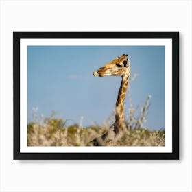 Giraffe Chewing A Bone At Etosha National Park Namibia Affiche