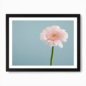 Pastel Pink Gerbera Póster