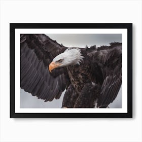 Bald Eagle Stance Art Print