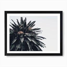 Palm Tree Leaves Art Print