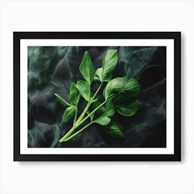 Fresh Basil Art Print