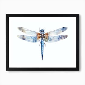 Dragonfly Blue Eyed Darner Aeshna Illustration Minimal 5 Art Print