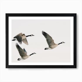 Canadian Geese Art Print