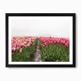 Path Through Tulip Field Art Print