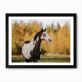 Paint Horse In Autumn Art Print