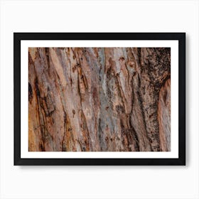 Close Up Of Abstract Colorful Striped Texture And Pattern Of Eucalyptus Tree Art Print