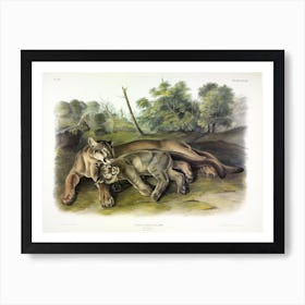 Female Cougar, John James Audubon Art Print