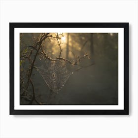 Spider Web In The Forest Art Print