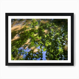 Reflection of green maple leaves in water Art Print
