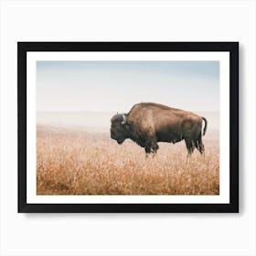 Bison In Wheat Field Art Print