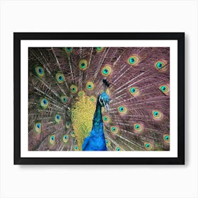 Proud Purple Peacock Art Print