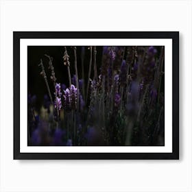 Purple Flower Pops In The Sunlight Art Print